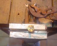 Cliquez pour agrandir l'image